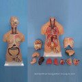 Anfoteric Human Torso Abdomen Anatomy Model for Medical Demonstration